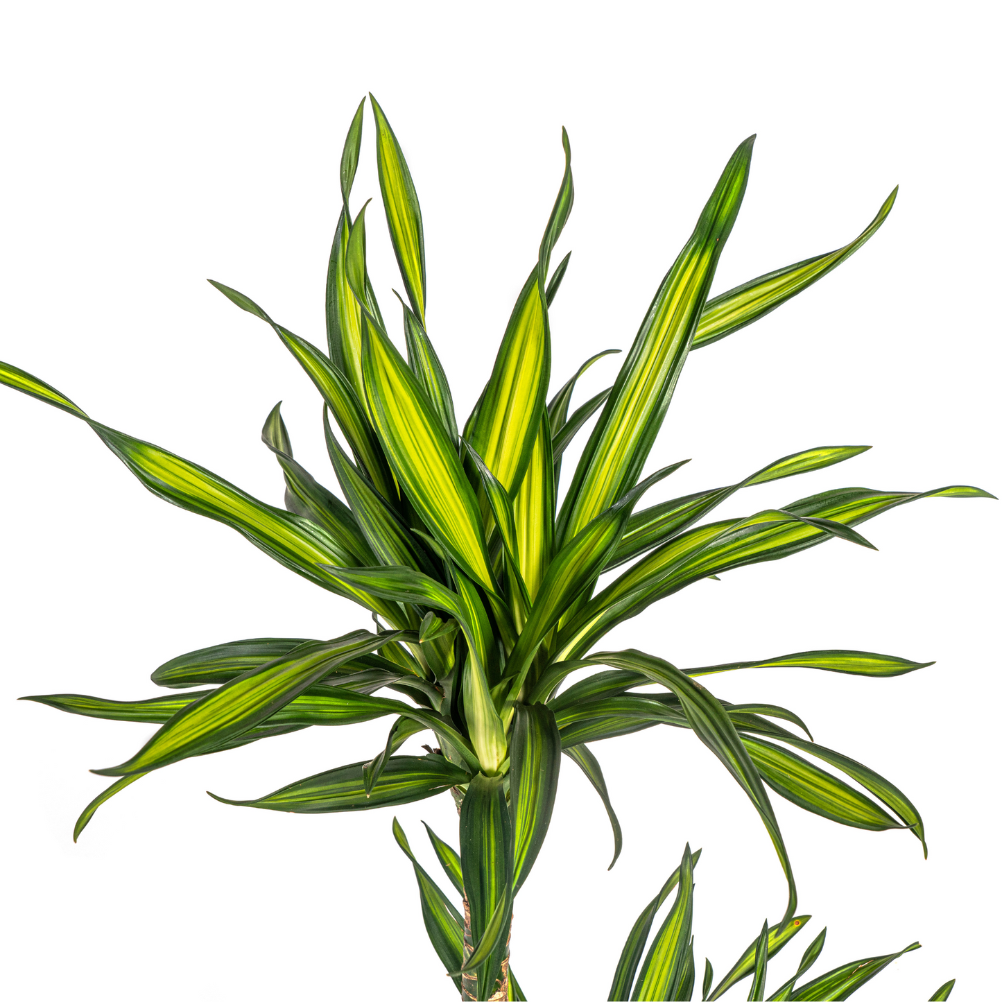 Dracaena Deremensis Rikki Ø19cm - Pflanzfix24