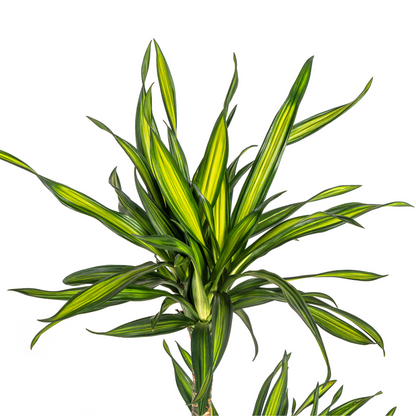 Dracaena Deremensis Rikki Ø19cm - Pflanzfix24