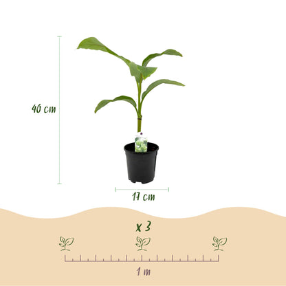 pflanzfix24 - Bananenpflanze - Musa Basjoo - Winterhart - 4 Pflanzen - Topf 17cm Höhe 40cm