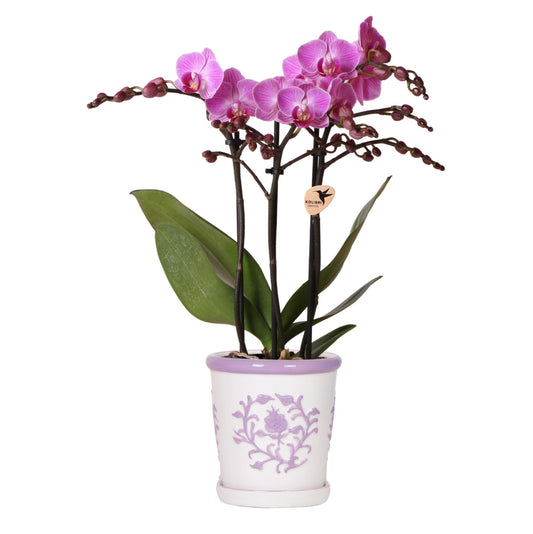 Phalaenopsis Orchidee 'Vienna' Lila Ø9cm + Ziertopf Malaga | Pflanzfix24.de - Pflanzfix24.de