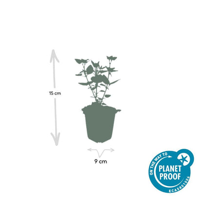 24x Agastache 'Blue Fortune' - Pflanzfix24