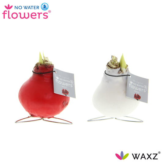No Water Flowers Waxz Kolibri Mix - 2 Stücke - Pflanzfix24