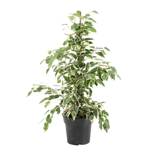 Ficus Benjamina Twilight - Ø17cm - ↕70cm - Pflanzfix24