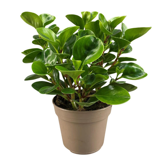 Peperomia Obtusifolia Lemon Lime - Pflanzfix24