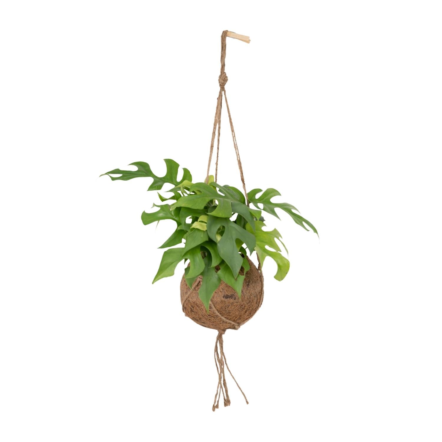 Monstera Minima im Kokodama – Lochpflanze Ø15cm | Pflanzfix24.de - Pflanzfix24.de