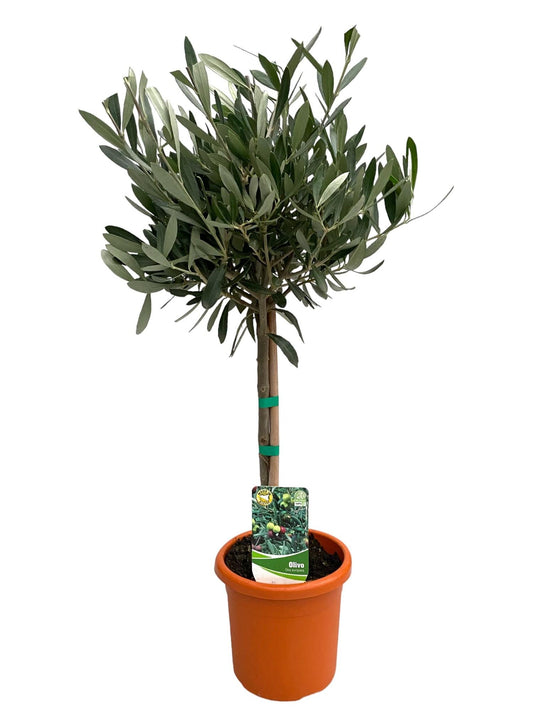 Olea Europaea 'op Stam' - Ø15cm - ↕60cm - Pflanzfix24