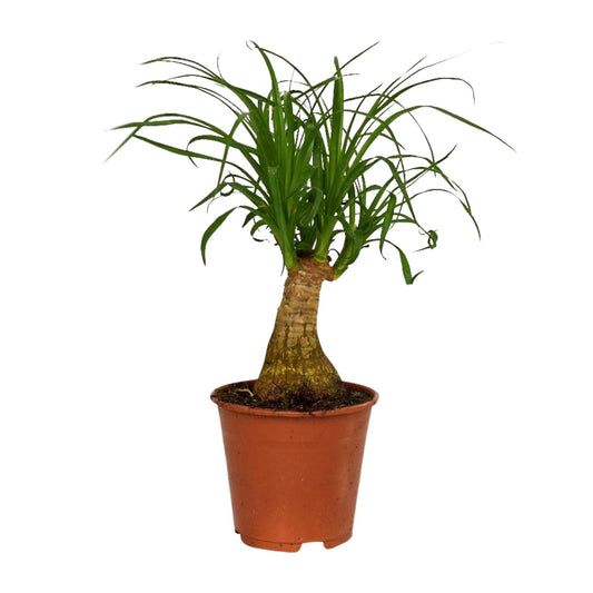 Beaucarnea Nolina - Ø14cm - ↕40cm - Pflanzfix24