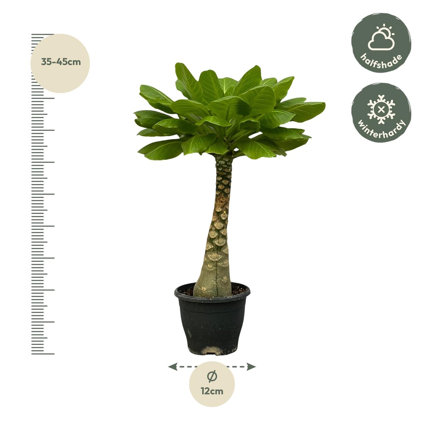 Birghamia Insignis - 25cm - Ø12cm von Pflanzfix24.de - Pflanzfix24.de