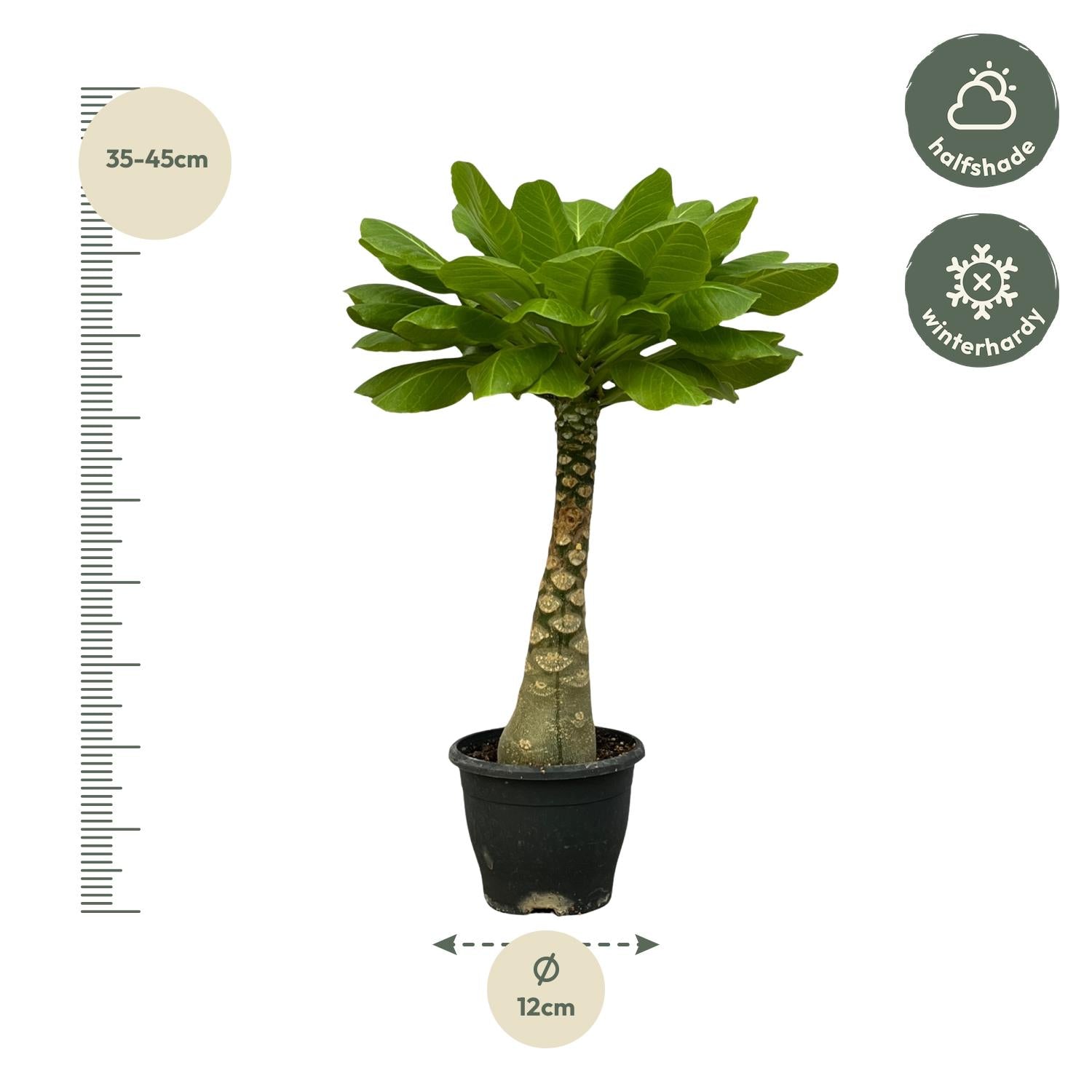 Birghamia Insignis - 25cm - Ø12cm von Pflanzfix24.de - Pflanzfix24.de