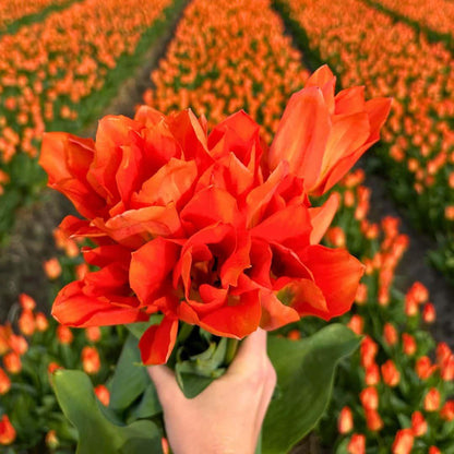 Pflanzfix24 - Super Tulip Mix - 100 bunte Tulpenzwiebeln für 2,5 m² Blumenpracht