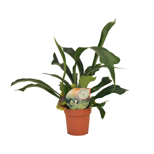 Platycerium Bifurcatum Hirschgeweihfarn Ø12cm - Pflanzfix24