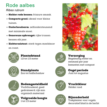 Fruchtparadis BIO Obstpflanzen Set - 4 Sorten - pflanzfix24