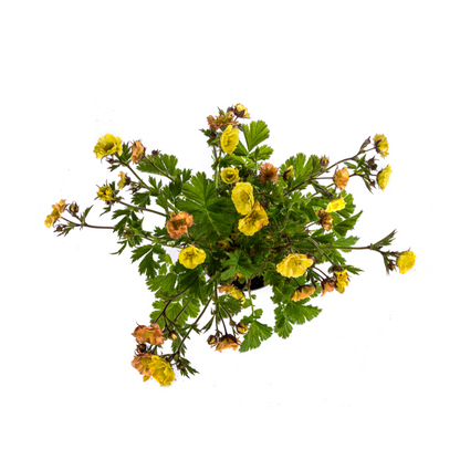 Geum Rivale Yellow Ø19cm - ↕50 - 70cm - Pflanzfix24