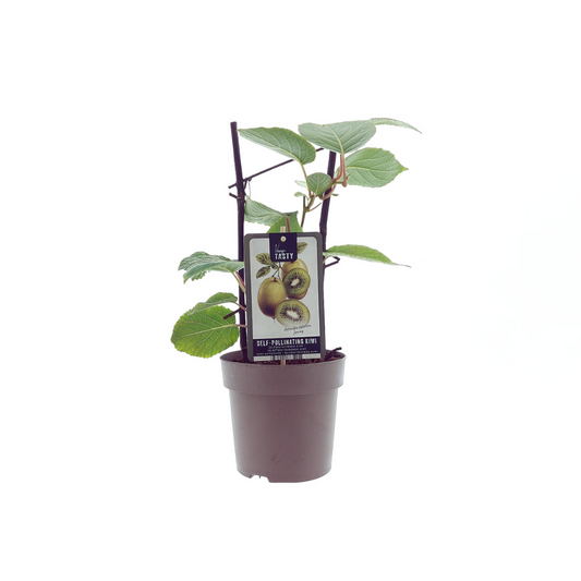 Actinidia Jenny - Ø15cm - ↕40cm - Pflanzfix24