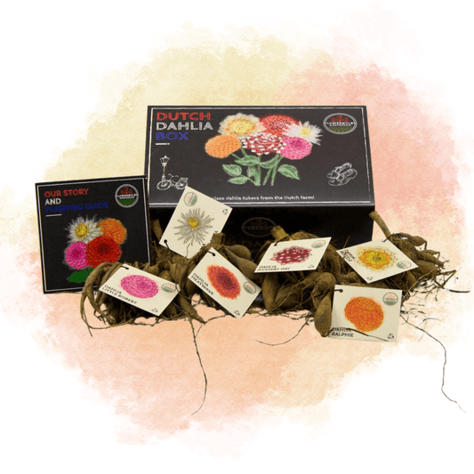 Dutch Dahlia Box - Set von 6 niederländischen Dahlien - Pflanzfix24.de - Pflanzfix24.de
