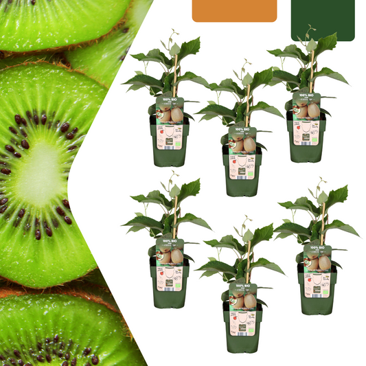 6 x Bio-Kiwipflanzen - Ø 13 cm - ↨ 20 cm - Pflanzfix24.de - Pflanzfix24.de