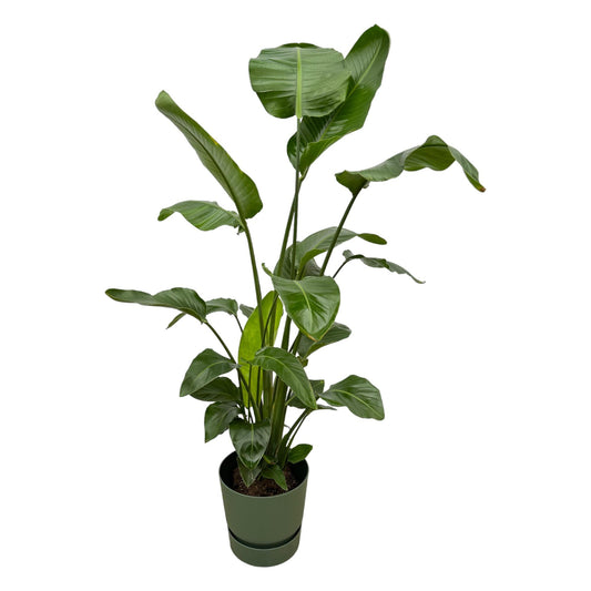 Strelitzia Nicolai mit elho Greenville Round grün 160 cm | Pflanzfix24.de - Pflanzfix24.de