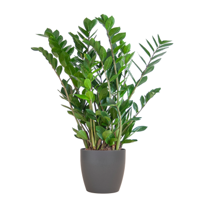Zamioculcas mit Viber-Topf Grau 80 cm – Pflanzfix24