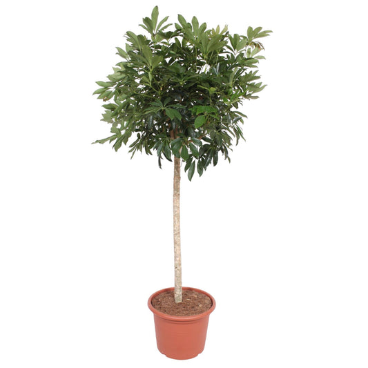 Schefflera Compacta 190 cm Zimmerpflanze – Pflanzfix24.de - Pflanzfix24.de