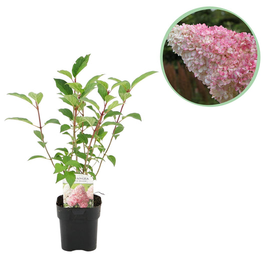 Pflanzfix24 - Rispenhortensie - Hydrangea panniculata Vanille Fraise - 1 Pflanze - Topf 17cm
