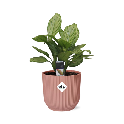 Aglaonema Christina in ELHO Vibes Fold 14cm roze - Pflanzfix24