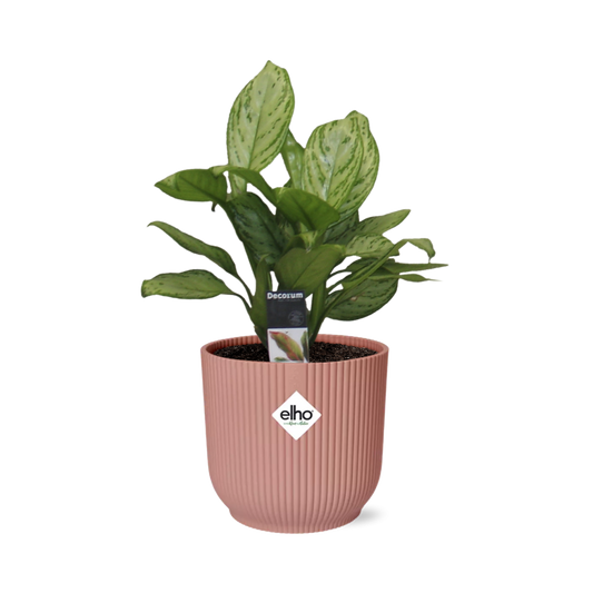 Aglaonema Christina in ELHO Vibes Fold 14cm roze - Pflanzfix24