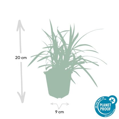 6x Carex morrowii 'Irish Green' - ↕10-25cm - Ø9cm - Pflanzfix24.de - Pflanzfix24.de