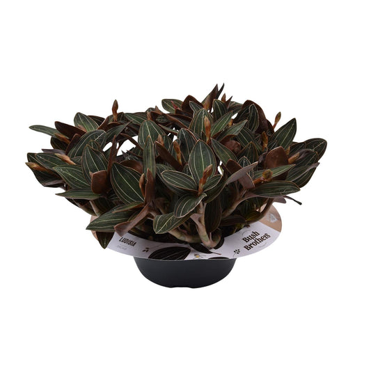 Ludisia Discolor Schwarze Juwelorchidee - 23 cm Schale - Ø23cm - ↕45cm - Pflanzfix24