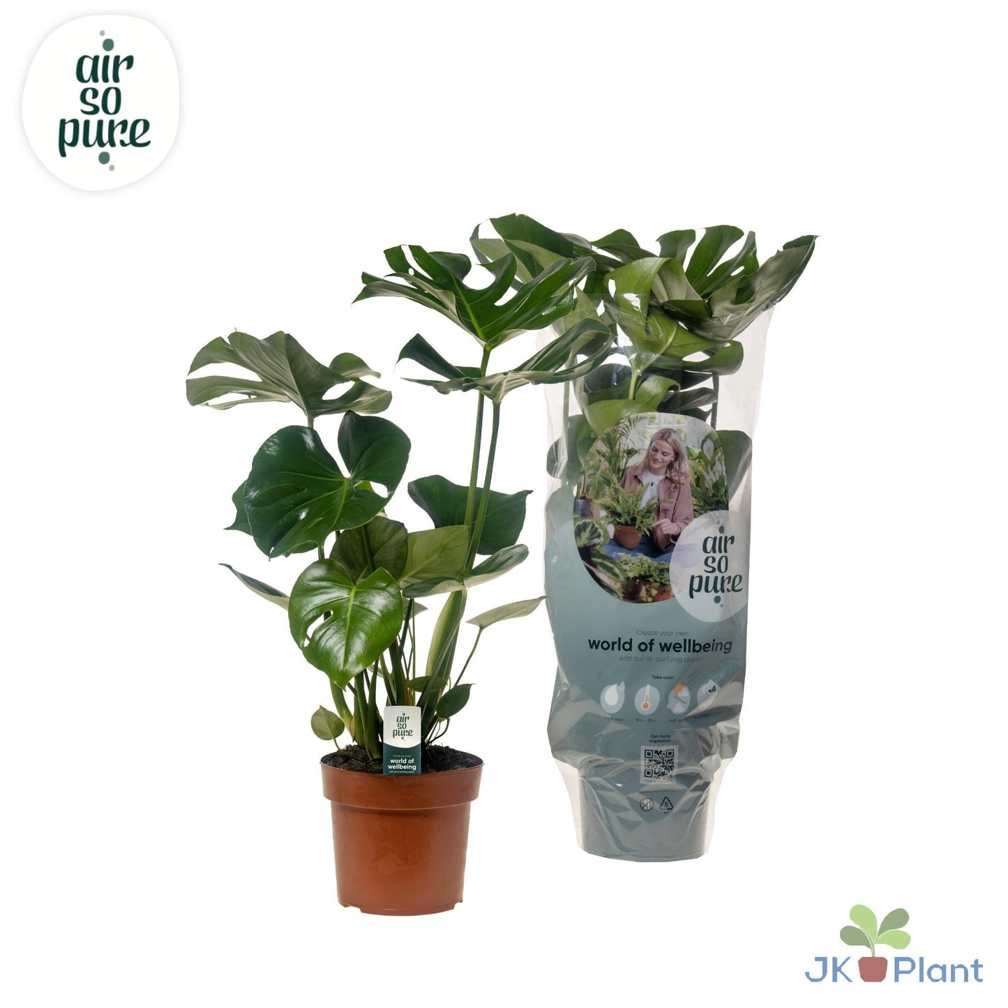 Monstera Deliciosa Ø17cm, 55cm – pflanzfix24