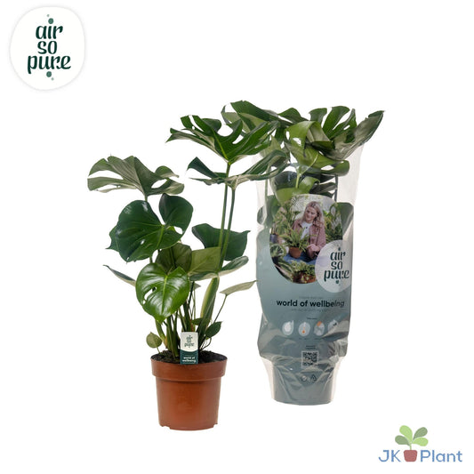 Monstera Deliciosa Ø17cm, 55cm – pflanzfix24