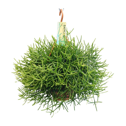 Rhipsalis Heteroclada - Ø21 ↕40 - Pflanzfix24