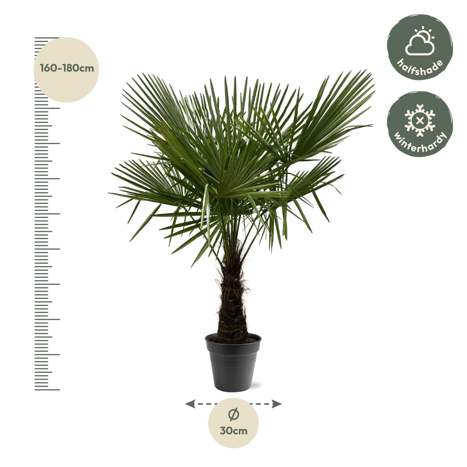 Trachycarpus Fortuneii Palme 160-180cm – Robust & Exotisch | Pflanzfix24.de - Pflanzfix24.de