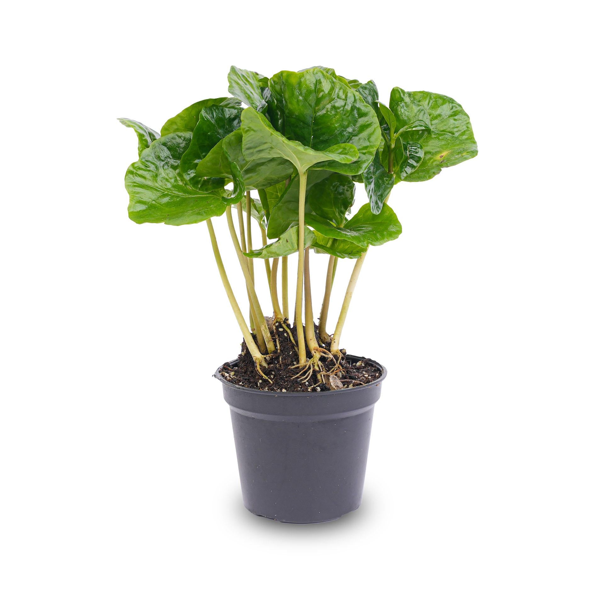 Coffea Arabica - Koffieplant - Terrarium plant - Potmaat 6 bei Pflanzfix24.de - Pflanzfix24.de