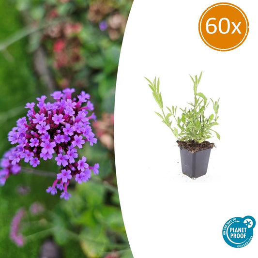 60x Verbena bonariensis - Pflanzfix24.de - Pflanzfix24.de