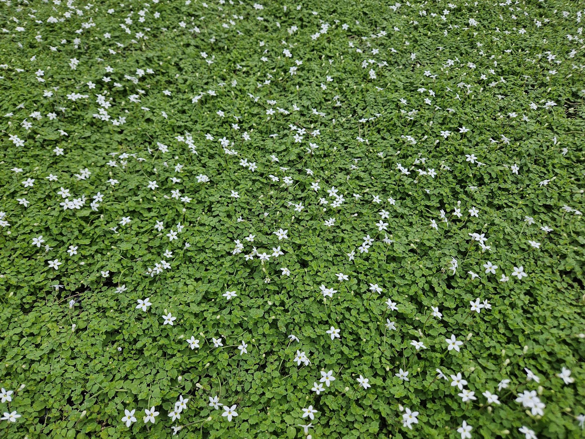 12x Isotoma fluviatilis 'Alba' – weißer Bodendecker | Pflanzfix24.de - Pflanzfix24.de