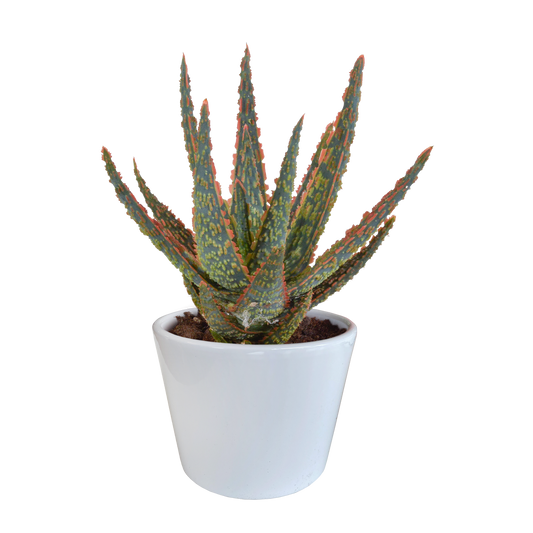 Aloe Zebrina Dannyz 10,5cm - in weißem Topf - Pflanzfix24.de - Pflanzfix24.de