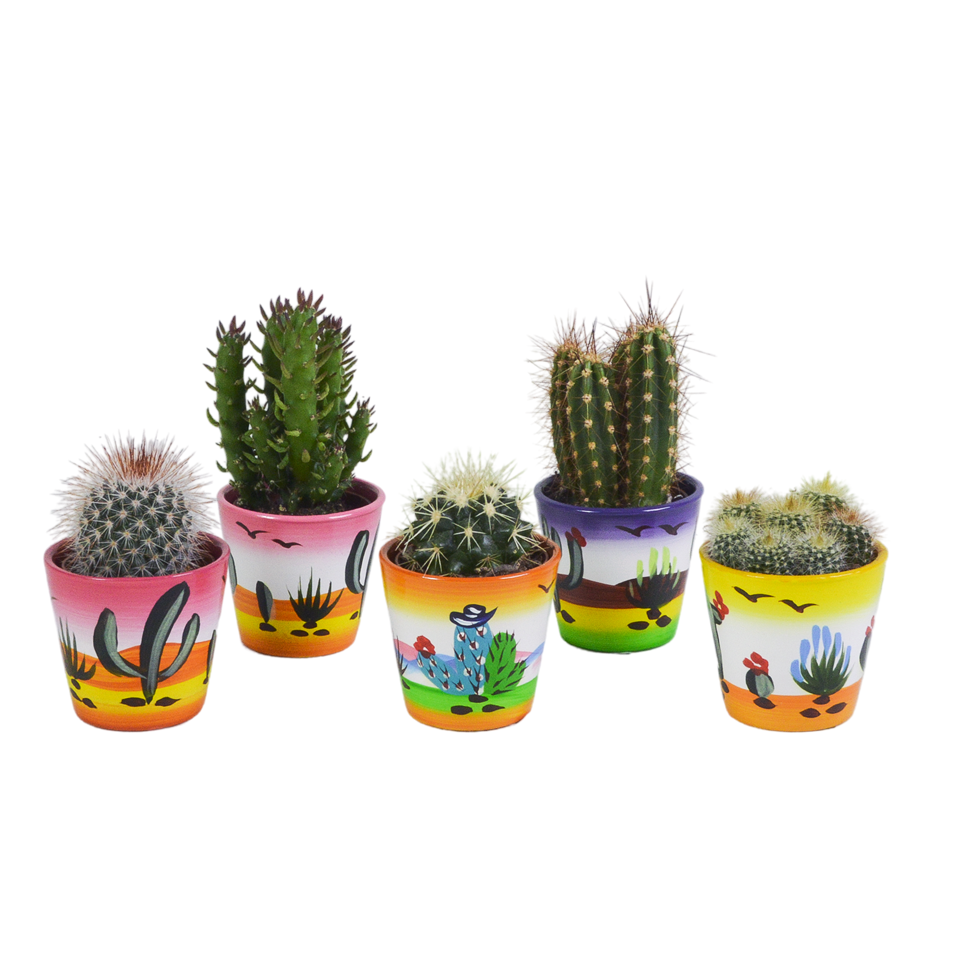 Kakteenmischung 5,5 cm - 5x - in Mexicaanse pot - Pflanzfix24.de - Pflanzfix24.de