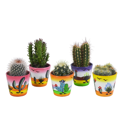 Kakteenmischung 5,5 cm - 5x - in Mexicaanse pot - Pflanzfix24.de - Pflanzfix24.de