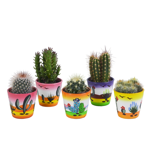 Kakteenmischung 5,5 cm - 5x - in Mexicaanse pot - Pflanzfix24.de - Pflanzfix24.de