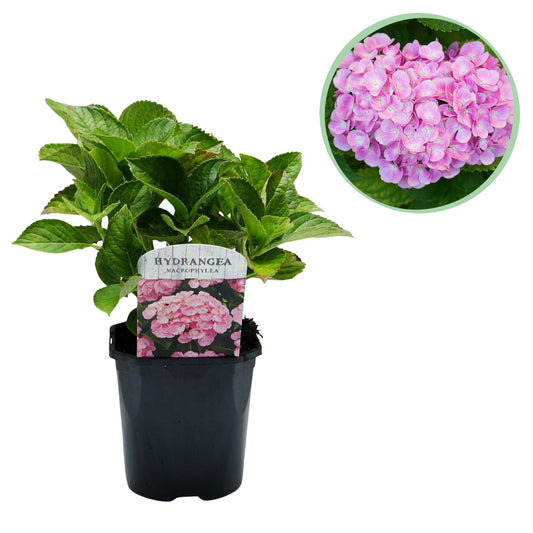 pflanzfix24 - Hortensie Hydrangea Pink