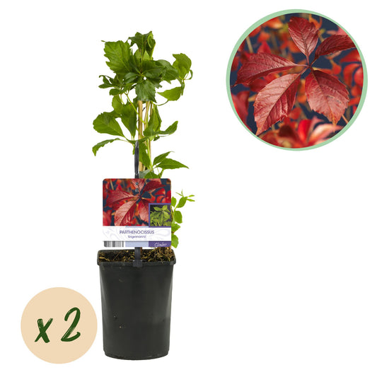 Wilde Wein - Parthenocissus Engelmannii - 2 Pflanzen - Topf 11cm Höhe 40cm - Pflanzfix24.de - Pflanzfix24.de