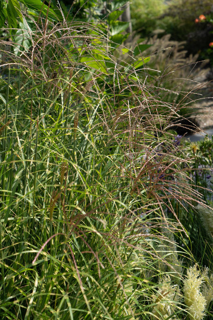 Miscanthus sinensis Strictus Zebra Gras Ø23cm | Pflanzfix24.de - Pflanzfix24.de