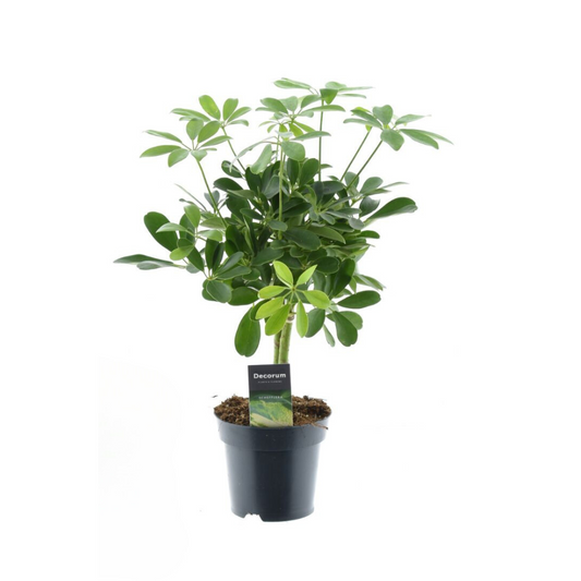 Schefflera Compacta Nora - Ø14cm - pflanzfix24