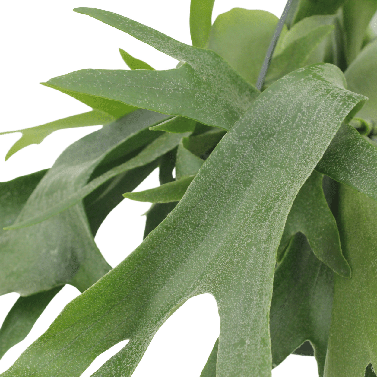 Platycerium Hertshoorn Geweihfarn Hängend Ø21cm – Pflanzfix24.de - Pflanzfix24.de