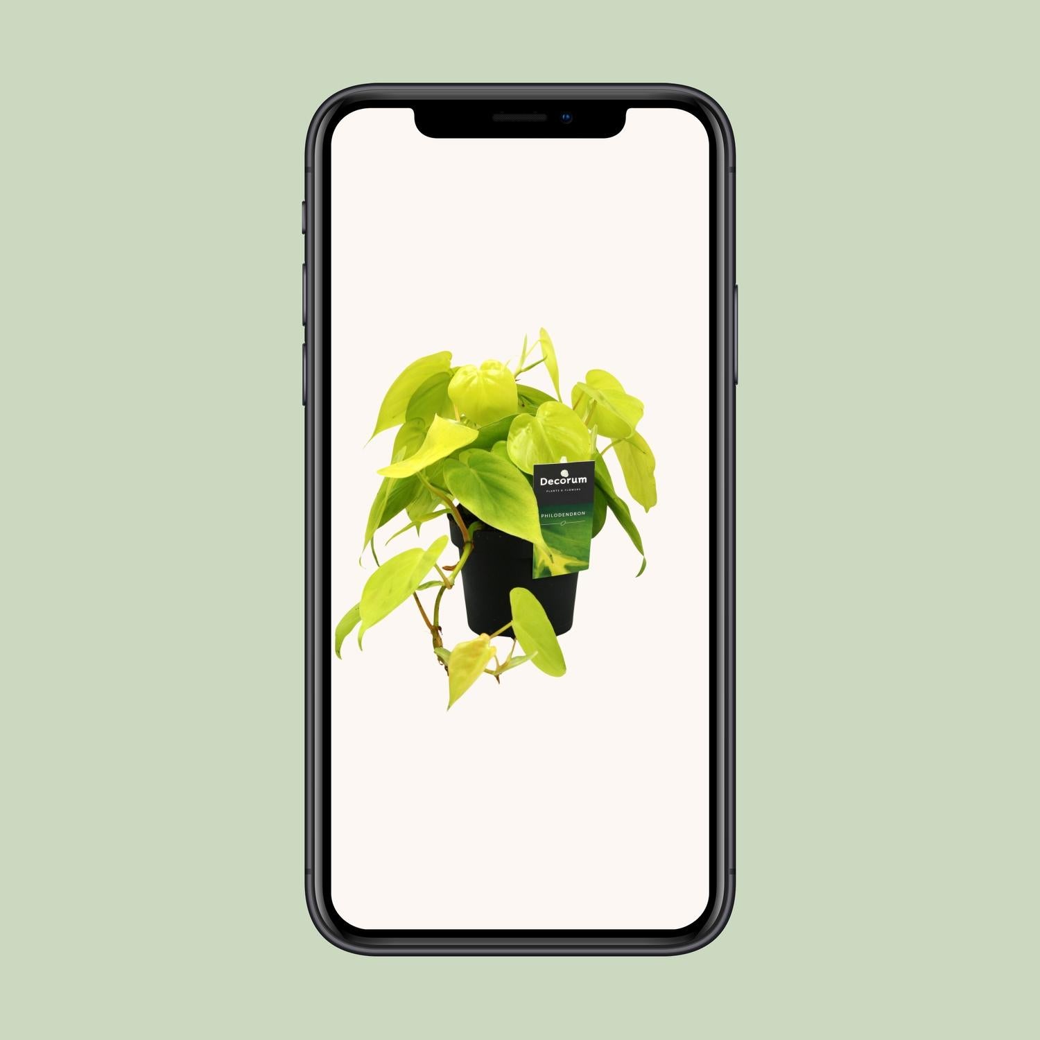 Philodendron Lime 12cm – pflegeleichte Zimmerpflanze | Pflanzfix24.de - Pflanzfix24.de