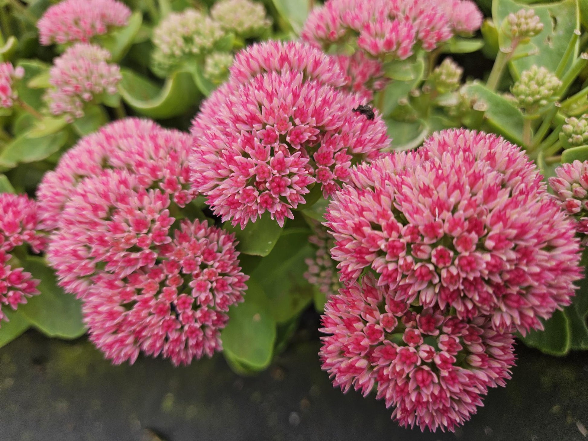 12x Sedum 'Herbstfreude' Sukkulenten 10-25cm | Pflanzfix24.de - Pflanzfix24.de