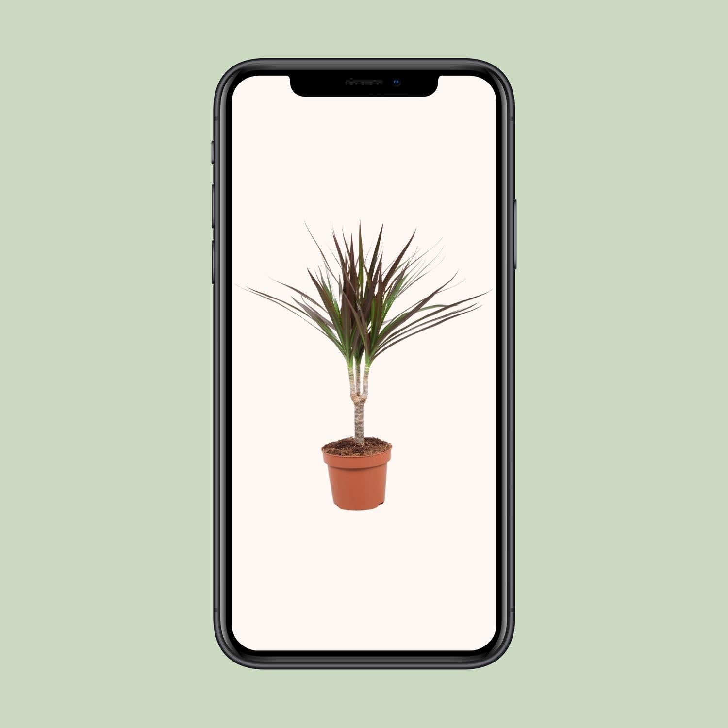 Dracaena Magenta - Ø12cm - ↕50cm - Pflanzfix24.de - Pflanzfix24.de