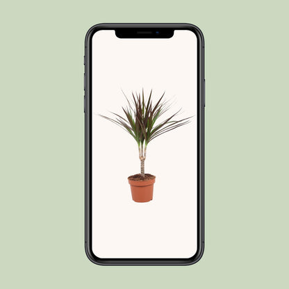 Dracaena Magenta - Ø12cm - ↕50cm - Pflanzfix24.de - Pflanzfix24.de