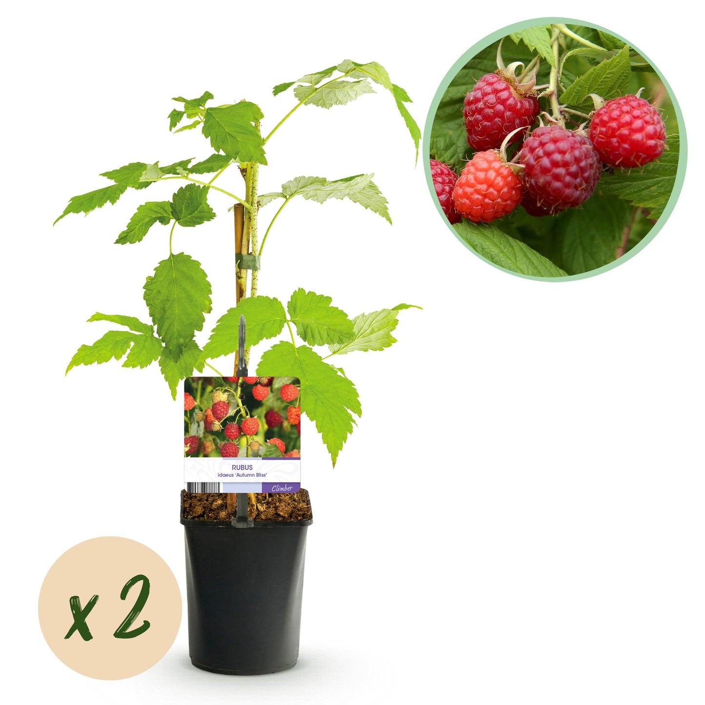 Pflanzfix24 - Himbeerpflanze - Rubus idaeus Autumn Bliss - Rote Himbeere - 2 Pflanzen - Topf 11cm Höhe 40cm
