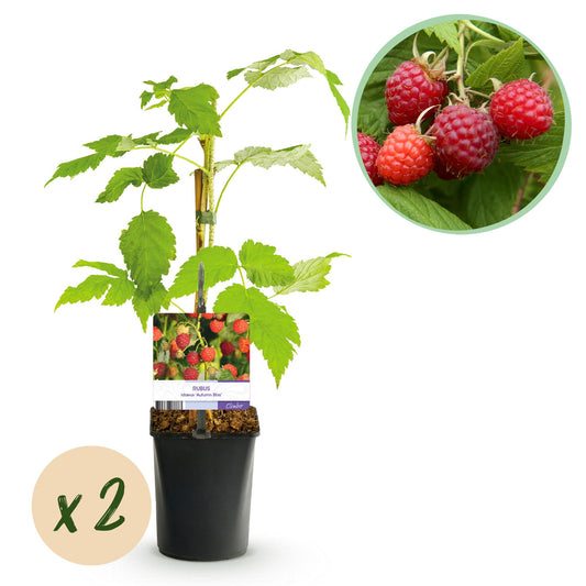 Pflanzfix24 - Himbeerpflanze - Rubus idaeus Autumn Bliss - Rote Himbeere - 2 Pflanzen - Topf 11cm Höhe 40cm